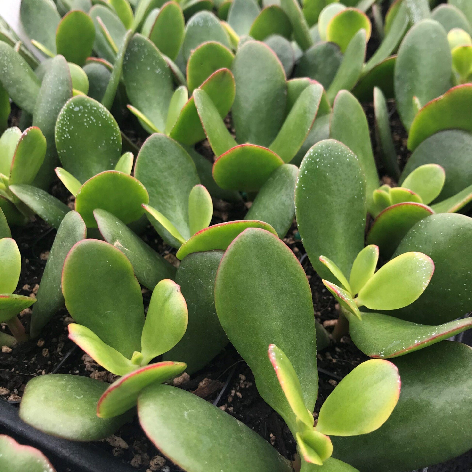 B Succulent Crassula Ovata New Sunset Jade - View 6 from www redcrocus com