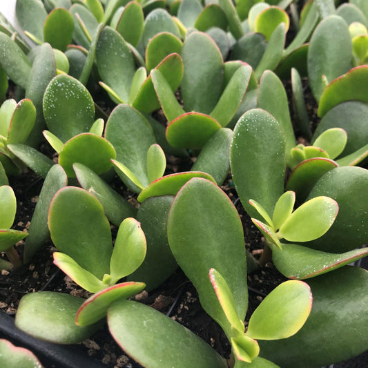 B Succulent Crassula Ovata New Sunset Jade - View 6 from www redcrocus com