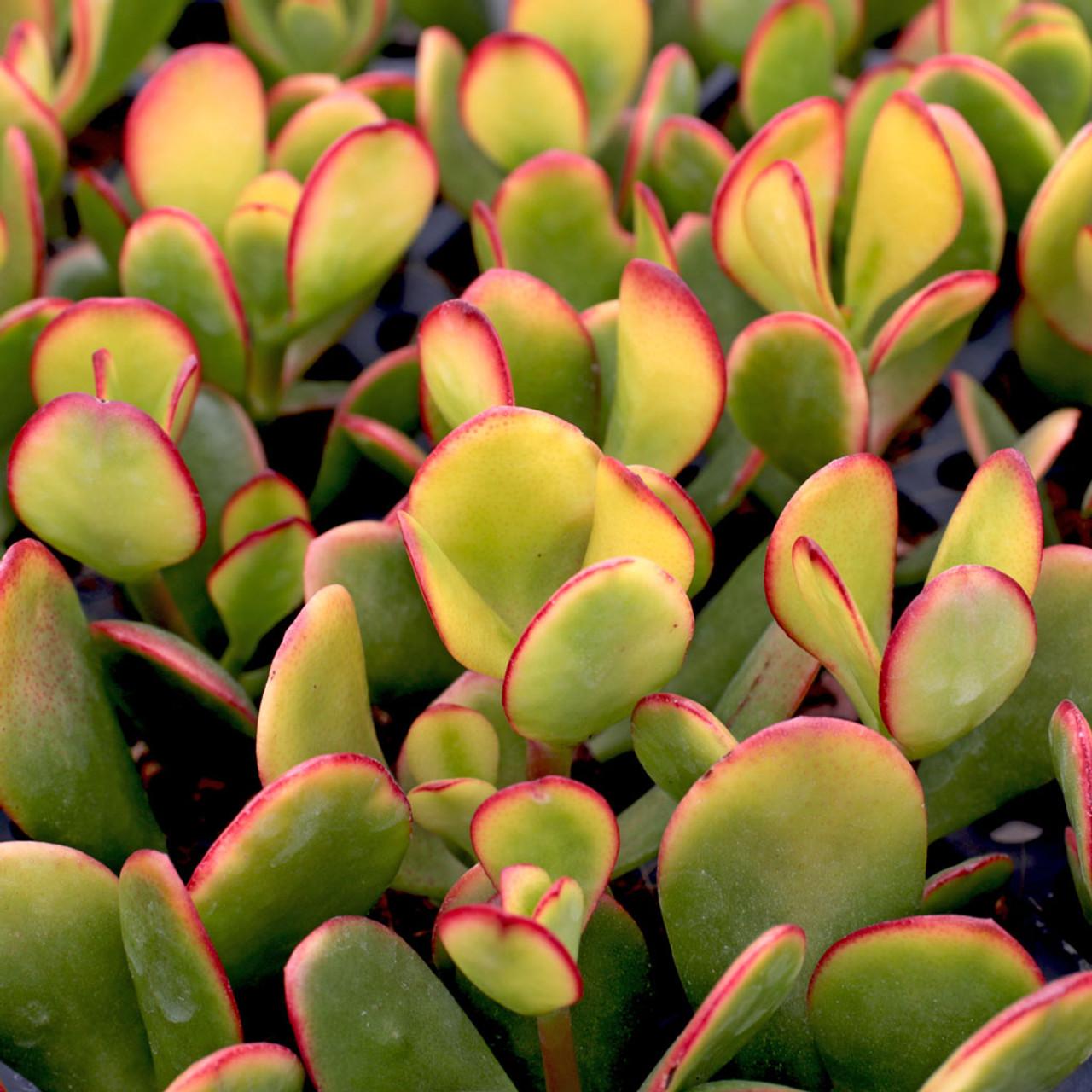 B Succulent Crassula Ovata New Sunset Jade - View 7 from www redcrocus com
