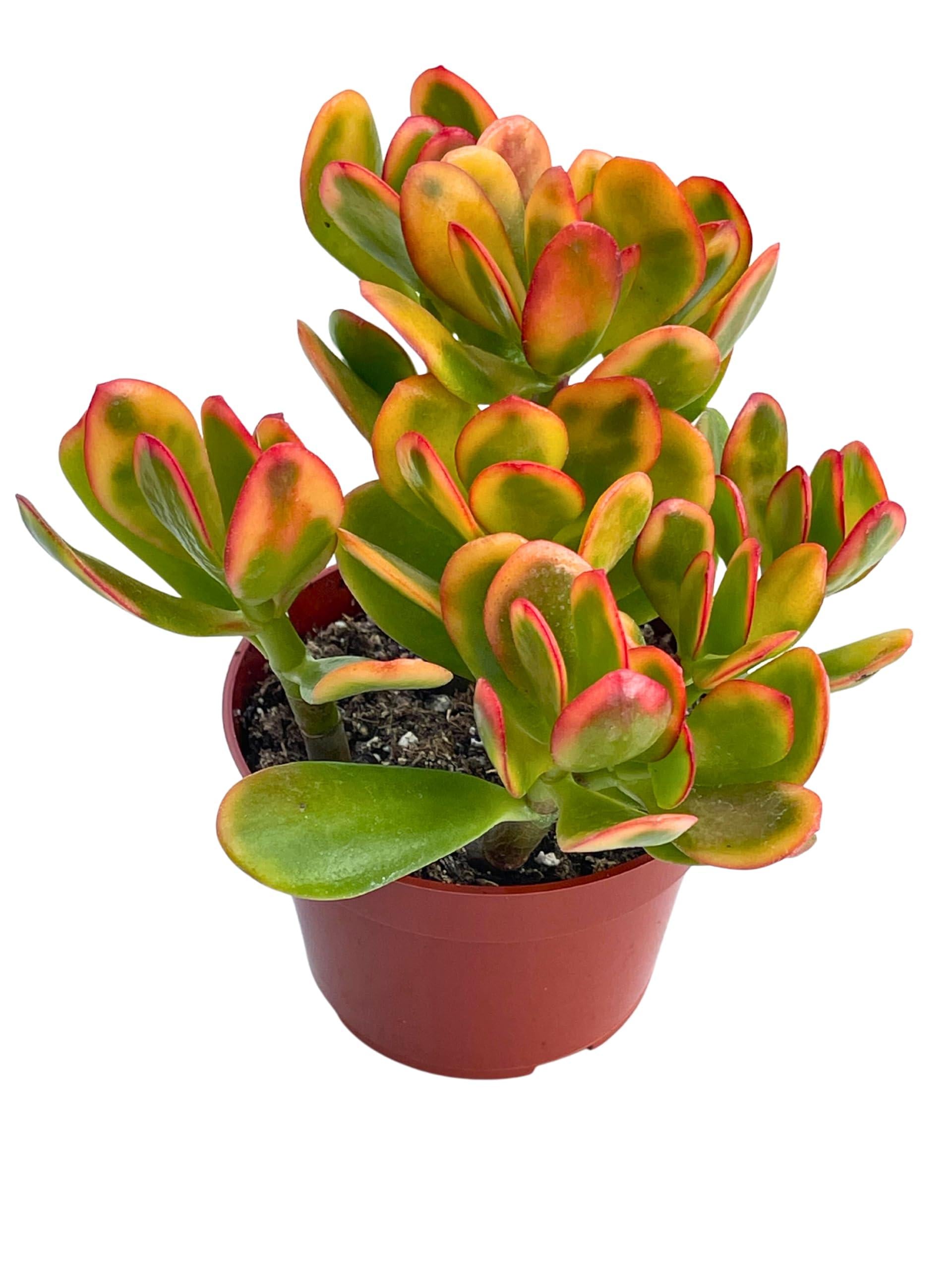 B Succulent Crassula Ovata New Sunset Jade - View 8 from www redcrocus com