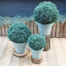 RedCrocus Baby Blue False Cypress Live Plant (Chamaecyparis pisifera) – Dwarf Blue Evergreen for Landscape, Borders & Containers  1 Gallon Nursery Pot