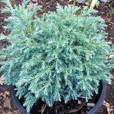 RedCrocus Baby Blue False Cypress Live Plant (Chamaecyparis pisifera) – Dwarf Blue Evergreen for Landscape, Borders & Containers  1 Gallon Nursery Pot