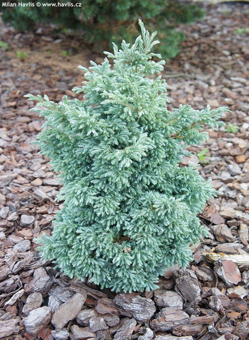RedCrocus Baby Blue False Cypress Live Plant (Chamaecyparis pisifera) – Dwarf Blue Evergreen for Landscape, Borders & Containers  1 Gallon Nursery Pot
