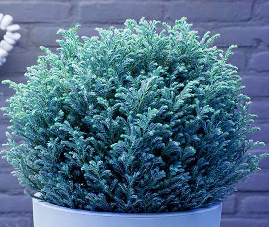 RedCrocus Baby Blue False Cypress Live Plant (Chamaecyparis pisifera) – Dwarf Blue Evergreen for Landscape, Borders & Containers  1 Gallon Nursery Pot