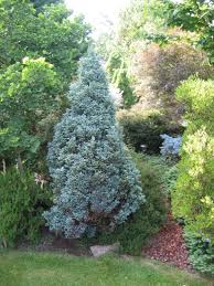 RedCrocus Baby Blue False Cypress Live Plant (Chamaecyparis pisifera) – Dwarf Blue Evergreen for Landscape, Borders & Containers  1 Gallon Nursery Pot