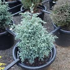 RedCrocus Baby Blue False Cypress Live Plant (Chamaecyparis pisifera) – Dwarf Blue Evergreen for Landscape, Borders & Containers  1 Gallon Nursery Pot
