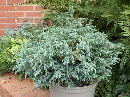 RedCrocus Baby Blue False Cypress Live Plant (Chamaecyparis pisifera) – Dwarf Blue Evergreen for Landscape, Borders & Containers  1 Gallon Nursery Pot