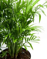 RedCrocus Neanthabella Palm - Indoor & Outdoor Tropical Plant, Pet & Deer Resistant, Evergreen Foliage, Easy Care, 10 ft Tall  4" Pot (Pack of 2)