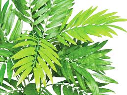 RedCrocus Neanthabella Palm - Indoor & Outdoor Tropical Plant, Pet & Deer Resistant, Evergreen Foliage, Easy Care, 10 ft Tall  4" Pot (Pack of 2)