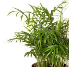 RedCrocus Neanthabella Palm - Indoor & Outdoor Tropical Plant, Pet & Deer Resistant, Evergreen Foliage, Easy Care, 10 ft Tall  4" Pot (Pack of 2)