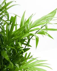 RedCrocus Neanthabella Palm - Indoor & Outdoor Tropical Plant, Pet & Deer Resistant, Evergreen Foliage, Easy Care, 10 ft Tall  4" Pot (Pack of 2)