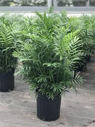 RedCrocus Neanthabella Palm - Indoor & Outdoor Tropical Plant, Pet & Deer Resistant, Evergreen Foliage, Easy Care, 10 ft Tall  4" Pot (Pack of 2)