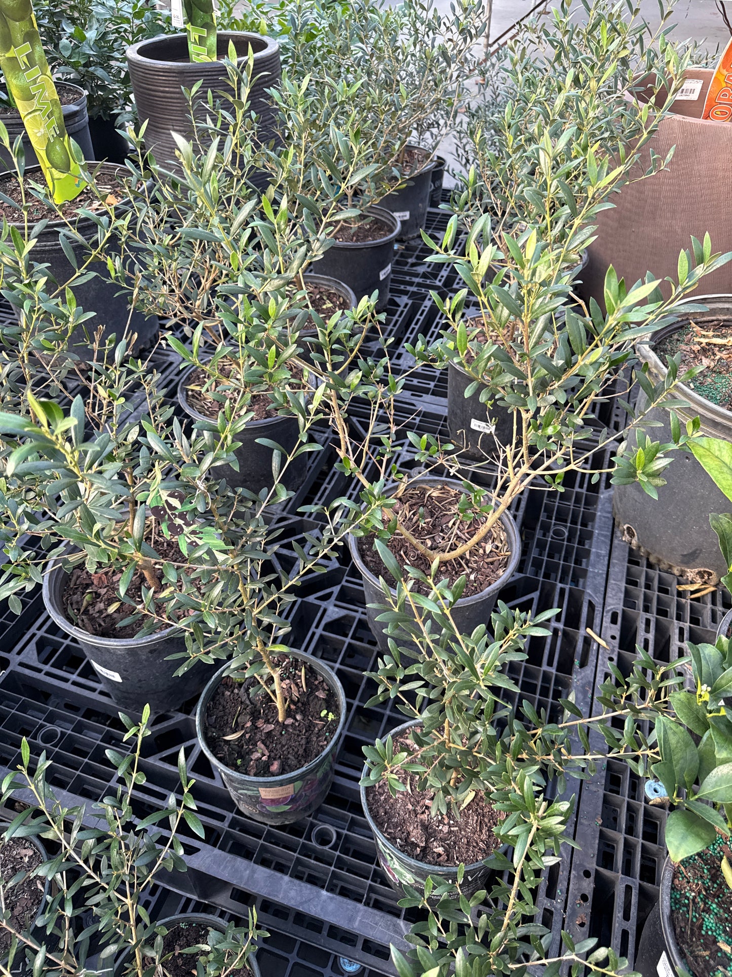 RedCrocus Olive Tree Olea europaea- Evergreen with Silvery Leaves, Edible Fruit, Attracts Pollinators, Suitable for Containers & Gardens, Low Maintenance 10" Pot