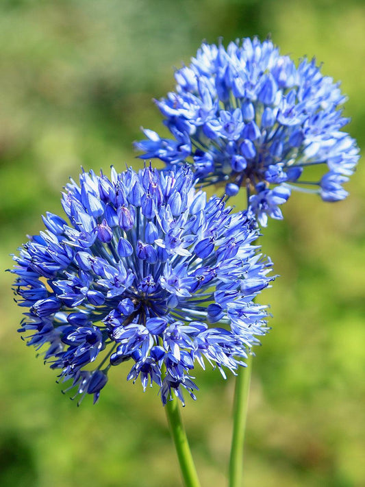 Allium 'azureum' - View 19 from www redcrocus com