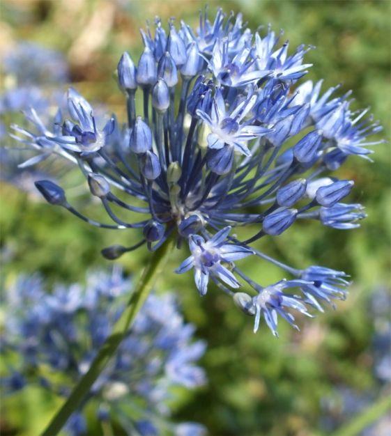 Allium 'azureum' - View 1 from www redcrocus com