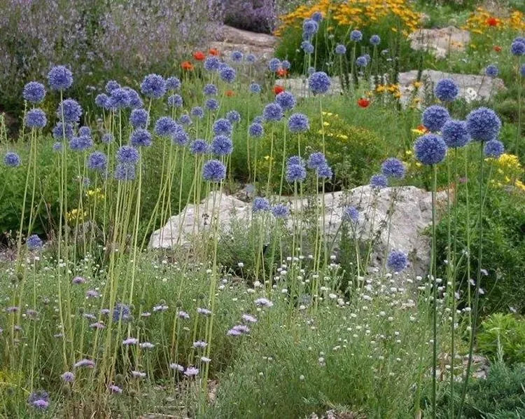 Allium 'azureum' - View 20 from www redcrocus com