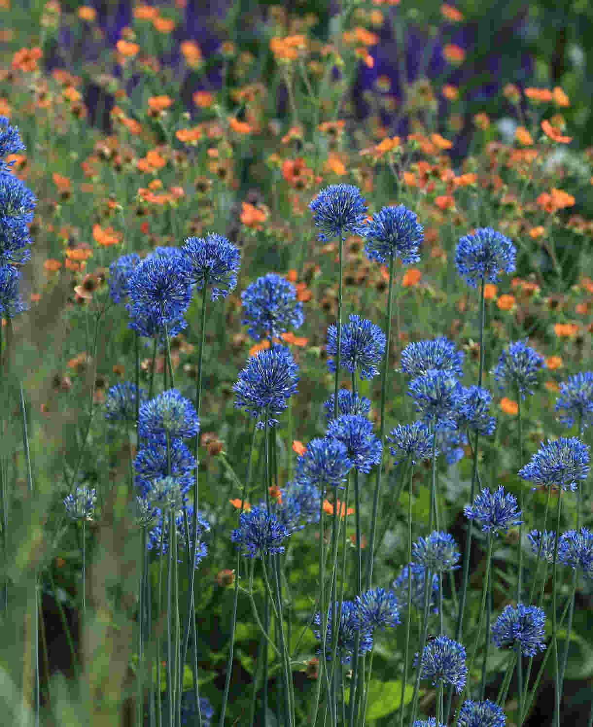 Allium 'azureum' - View 28 from www redcrocus com