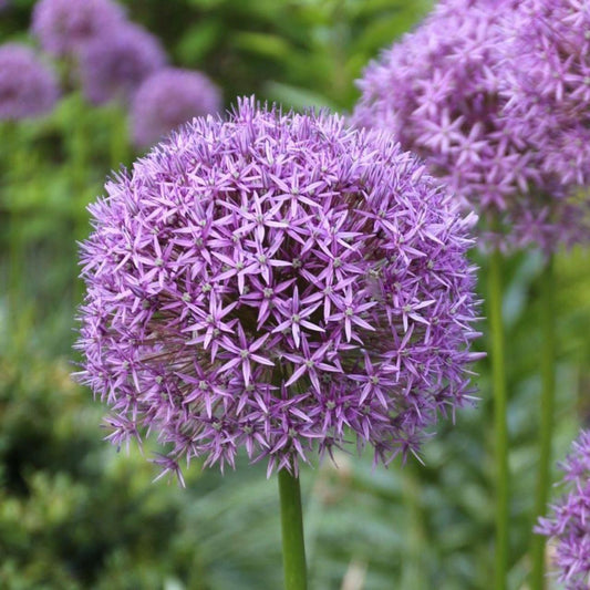 Allium 'gladiator', Lavender Blue - View 10 from www redcrocus com