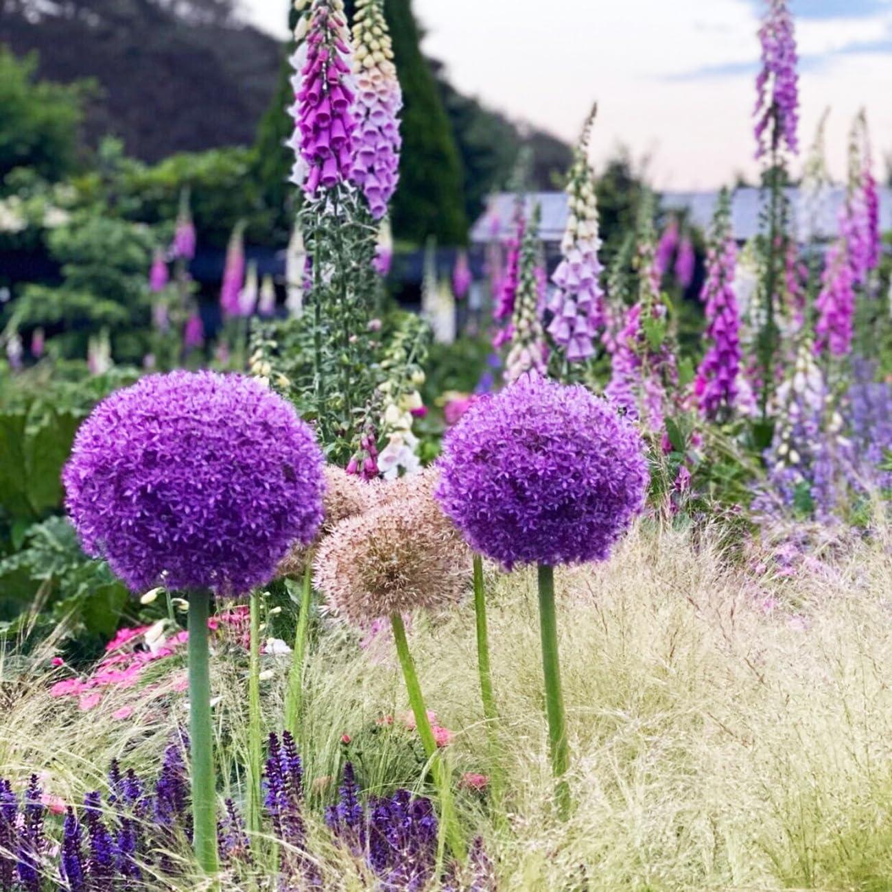 Allium 'gladiator', Lavender Blue - View 15 from www redcrocus com