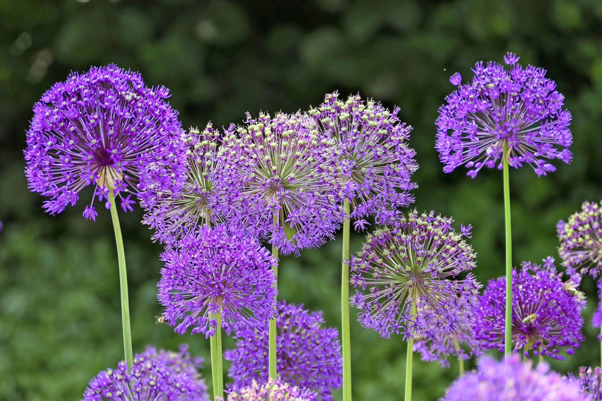 Allium 'gladiator', Lavender Blue - View 18 from www redcrocus com