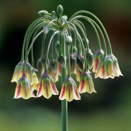 Sicilian Honey Garlic-Cream-Unique Garden Plant  100 in  Box