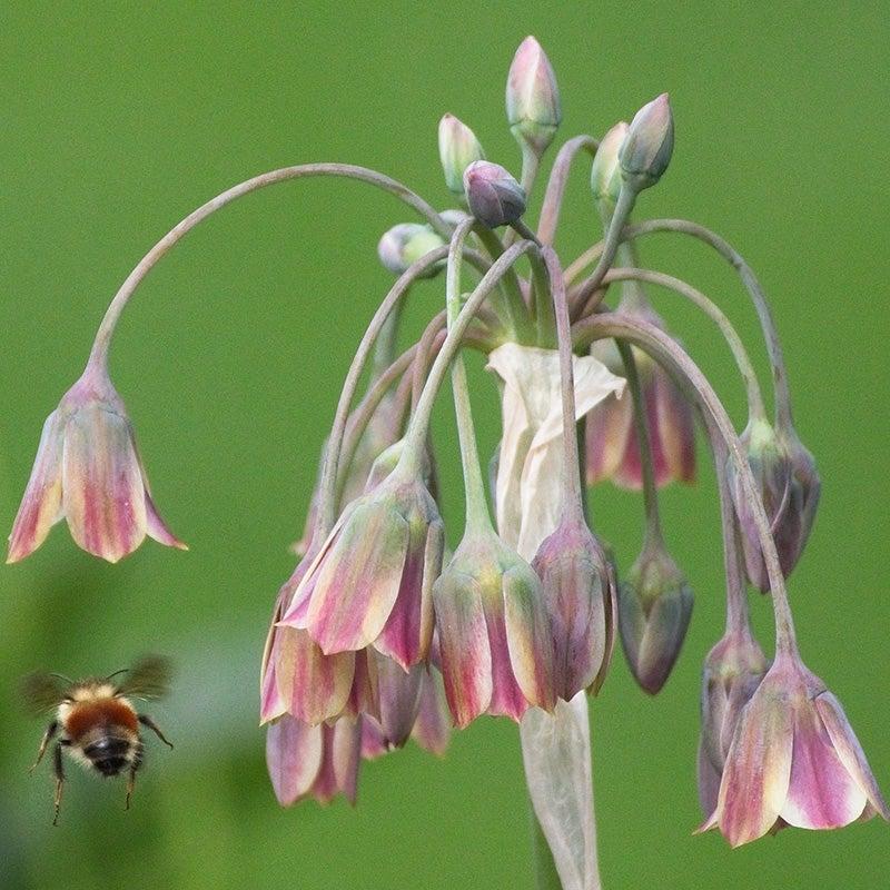 Allium Nectaroscordum, Cream - View 12 from www redcrocus com