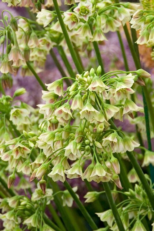Allium Nectaroscordum, Cream - View 13 from www redcrocus com