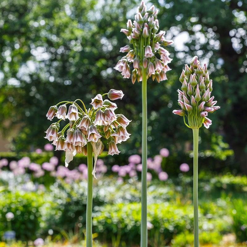 Allium Nectaroscordum, Cream - View 1 from www redcrocus com