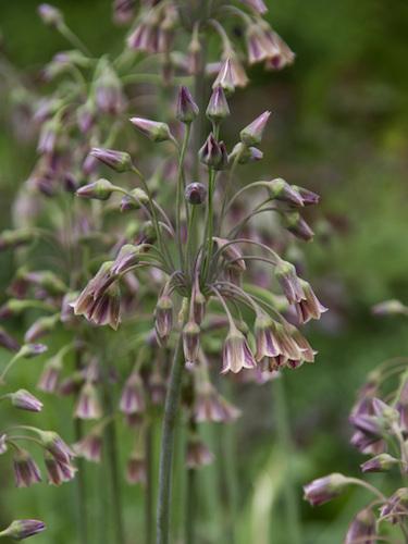 Allium Nectaroscordum, Cream - View 3 from www redcrocus com