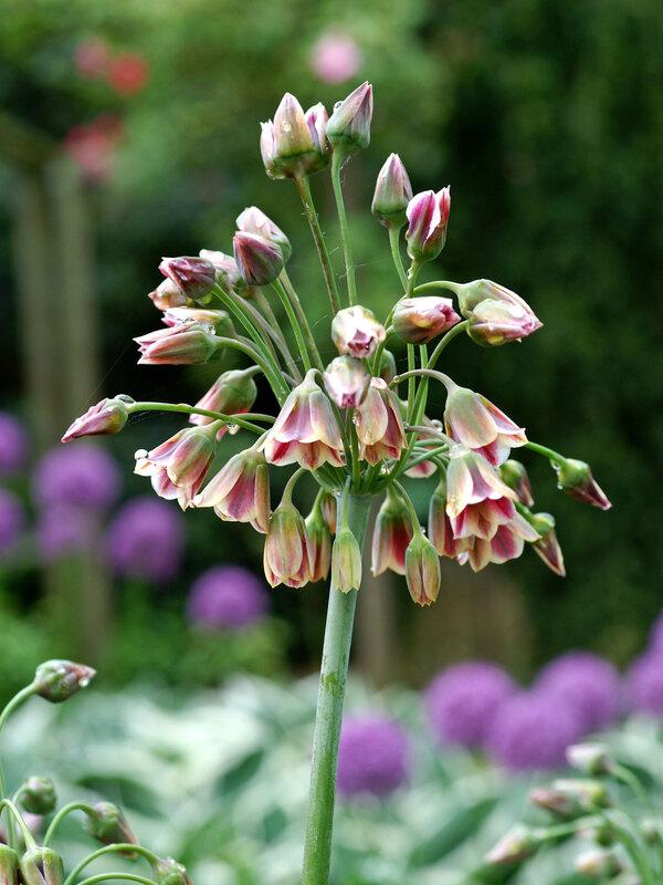 Allium Nectaroscordum, Cream - View 9 from www redcrocus com