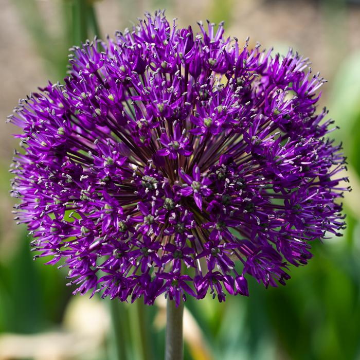 Allium 'purple Sensation', Violet - View 15 from www redcrocus com