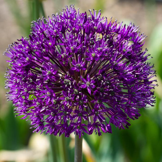 Allium 'purple Sensation', Violet - View 15 from www redcrocus com