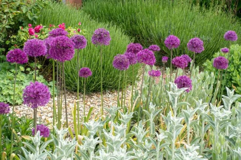 Allium 'purple Sensation', Violet - View 21 from www redcrocus com