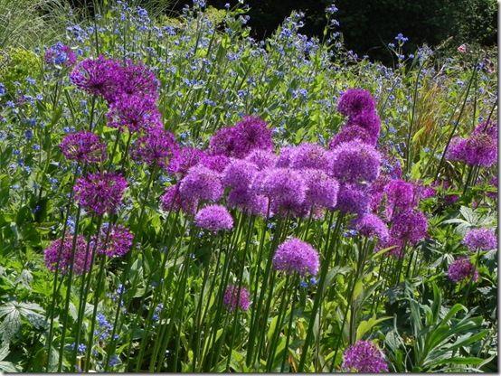 Allium 'purple Sensation', Violet - View 25 from www redcrocus com