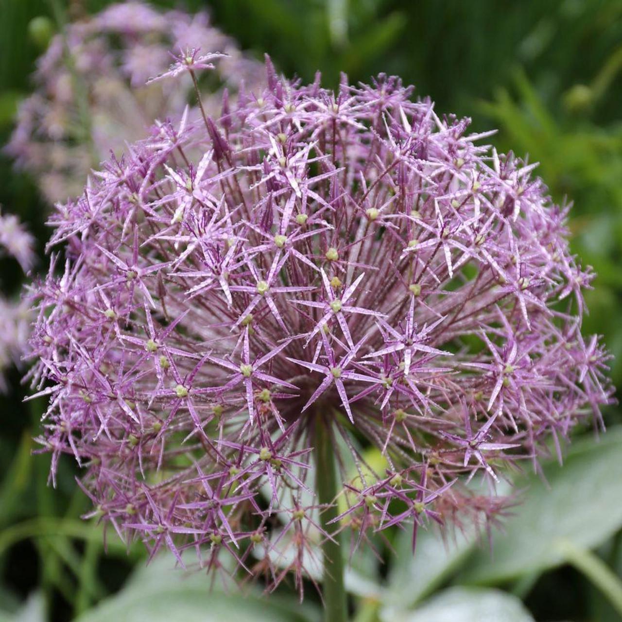 Allium 'atropurpureum' - View 10 from www redcrocus com