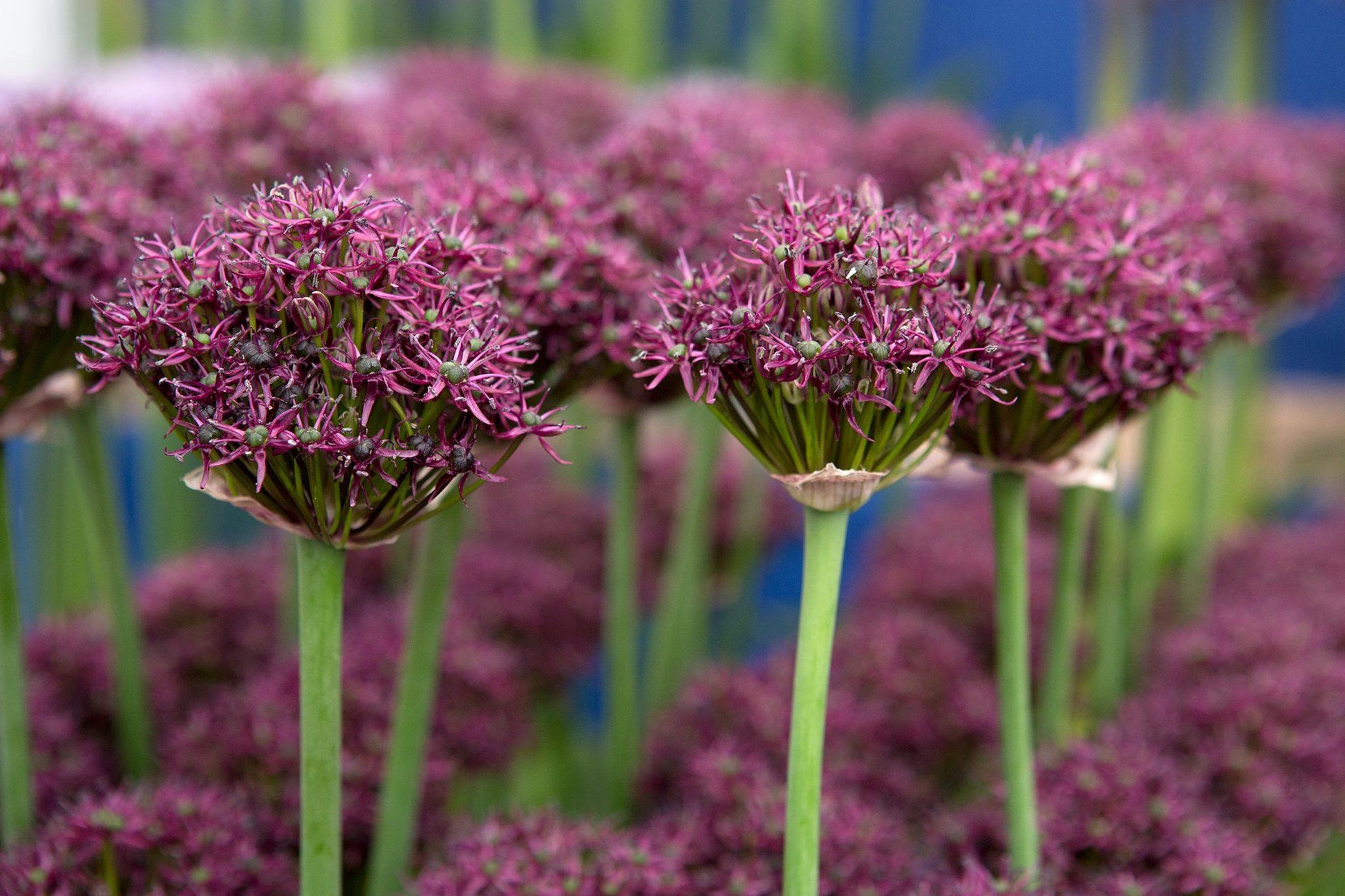 Allium 'atropurpureum' - View 11 from www redcrocus com
