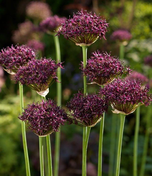 Allium 'atropurpureum' - View 13 from www redcrocus com