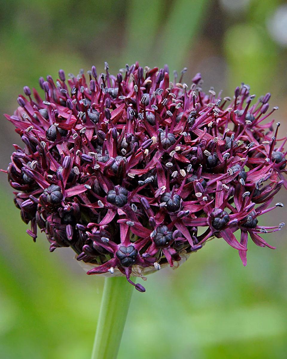 Allium 'atropurpureum' - View 14 from www redcrocus com