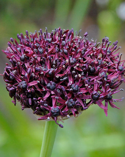 Allium 'atropurpureum' - View 14 from www redcrocus com
