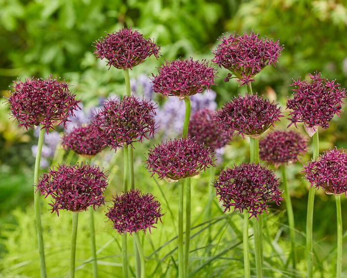Allium 'atropurpureum' - View 16 from www redcrocus com