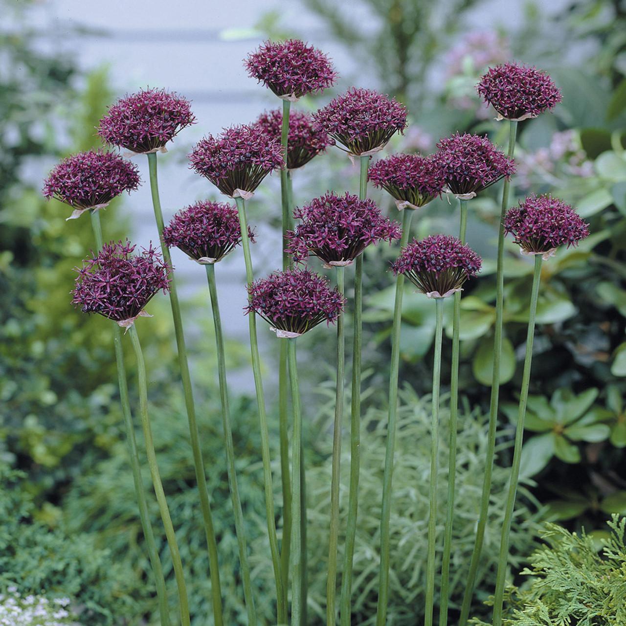 Allium 'atropurpureum' - View 17 from www redcrocus com