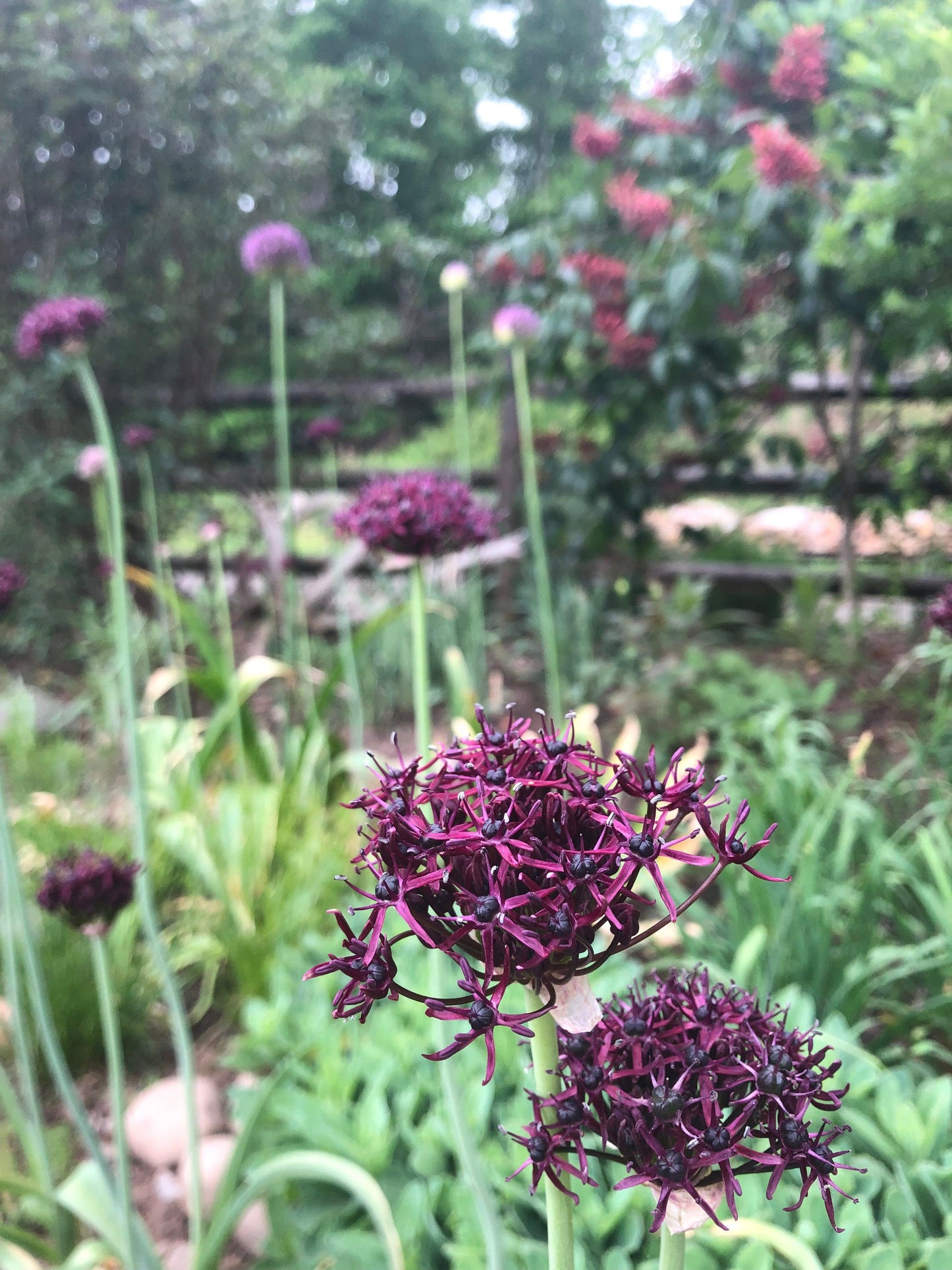 Allium 'atropurpureum' - View 18 from www redcrocus com