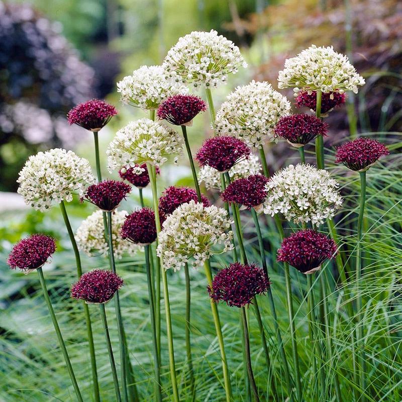Allium 'atropurpureum' - View 1 from www redcrocus com