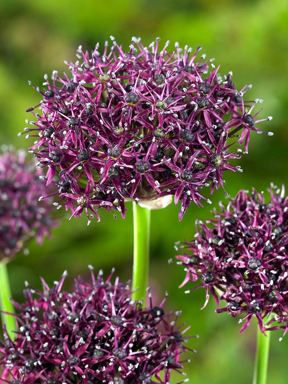 Allium 'atropurpureum' - View 20 from www redcrocus com