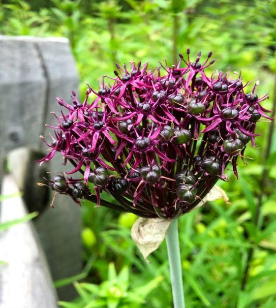 Allium 'atropurpureum' - View 22 from www redcrocus com