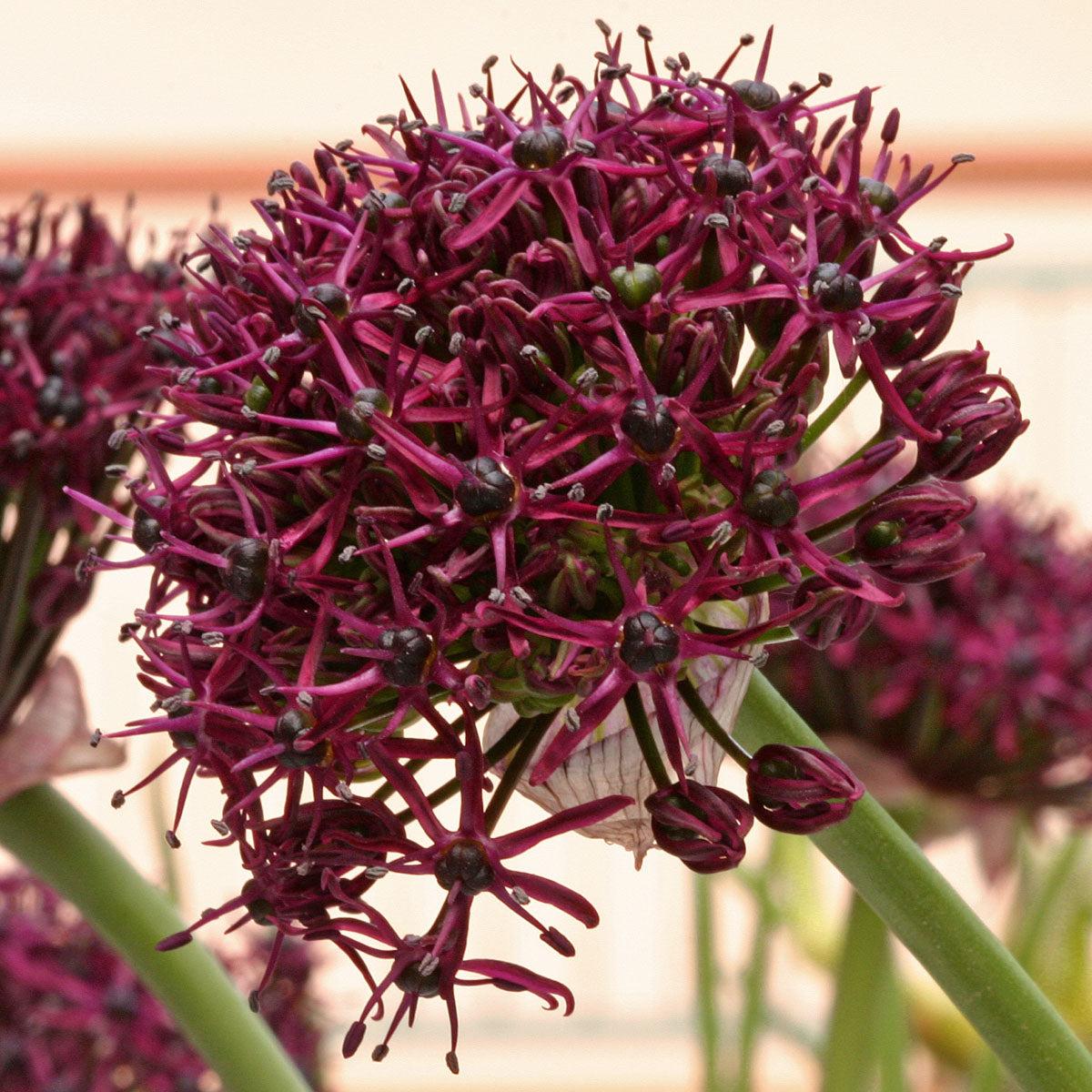 Allium 'atropurpureum' - View 25 from www redcrocus com