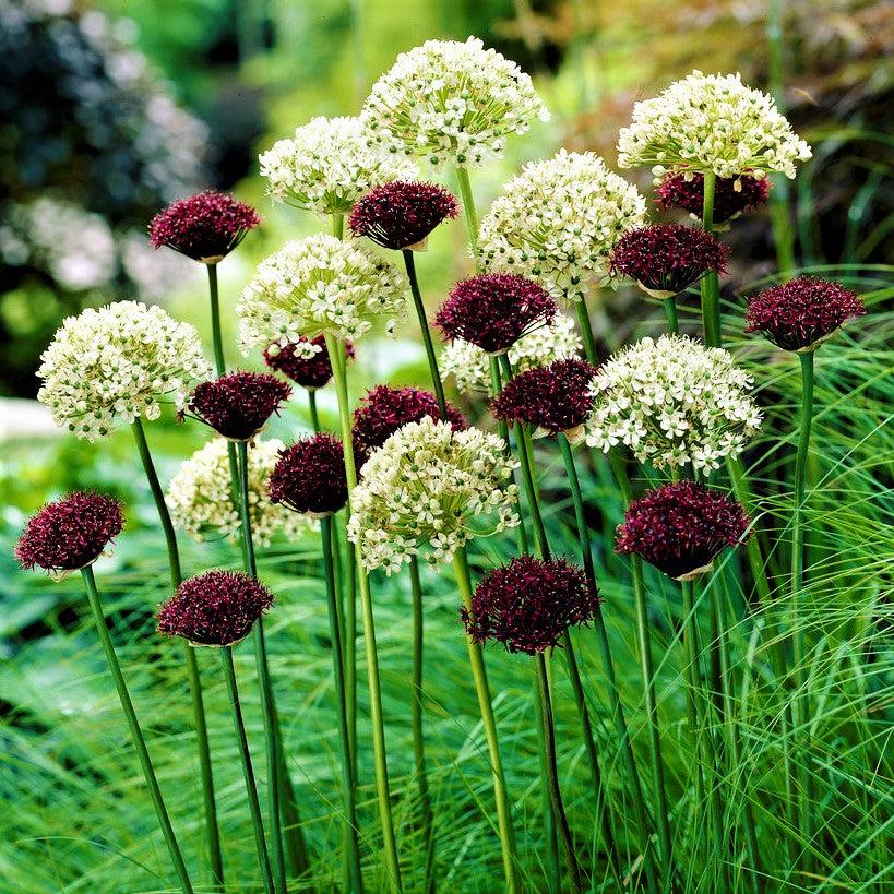 Allium 'atropurpureum' - View 29 from www redcrocus com