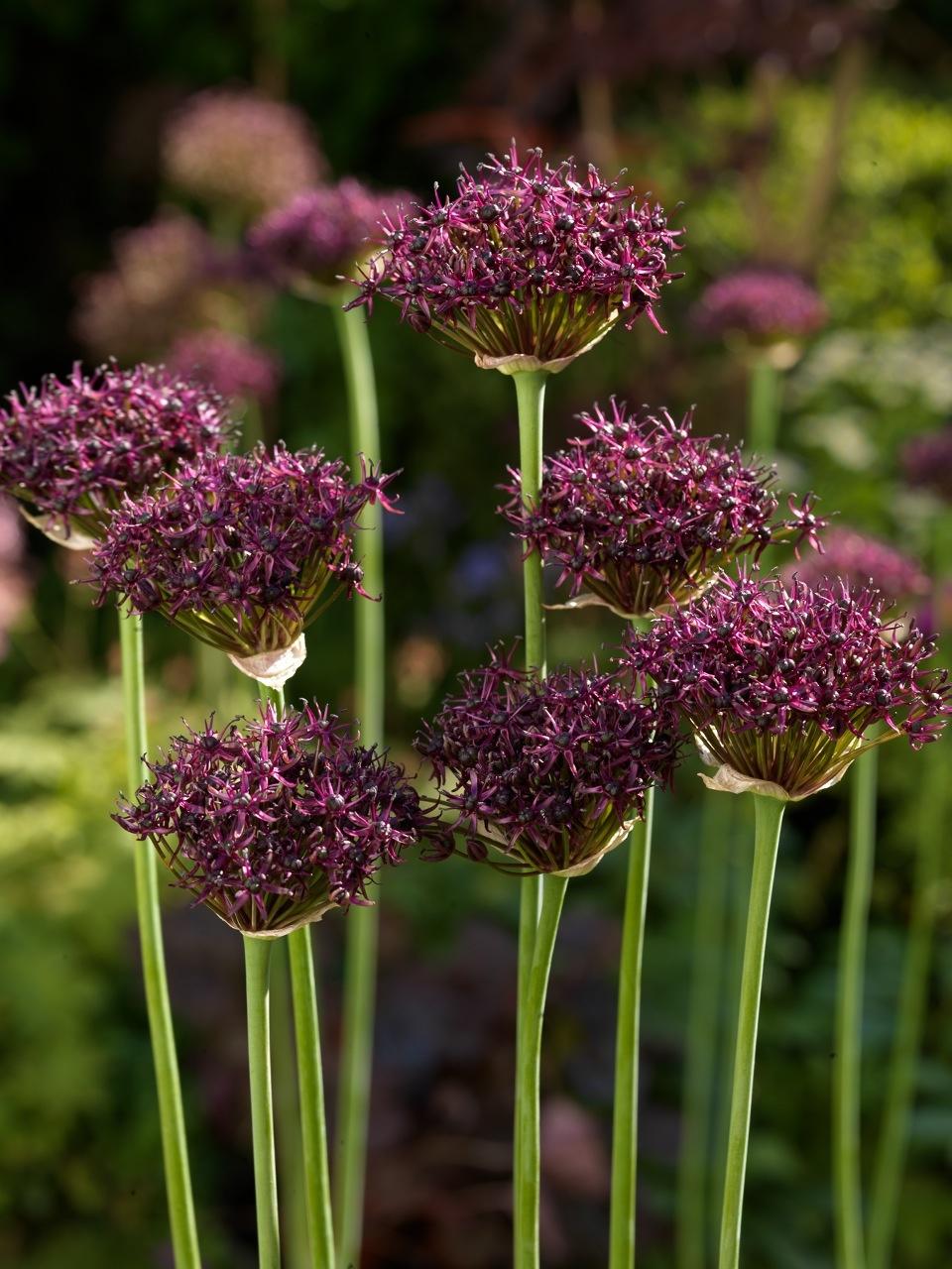 Allium 'atropurpureum' - View 31 from www redcrocus com