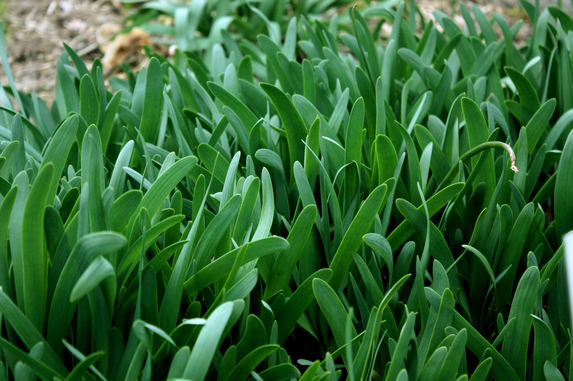Allium 'atropurpureum' - View 34 from www redcrocus com