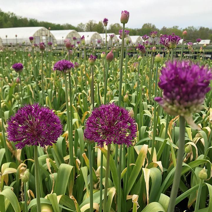 Allium 'atropurpureum' - View 35 from www redcrocus com